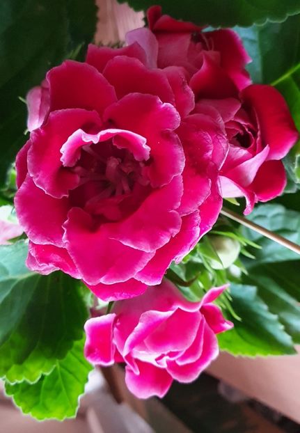 31.07.2022 - Gloxini 2012-2025