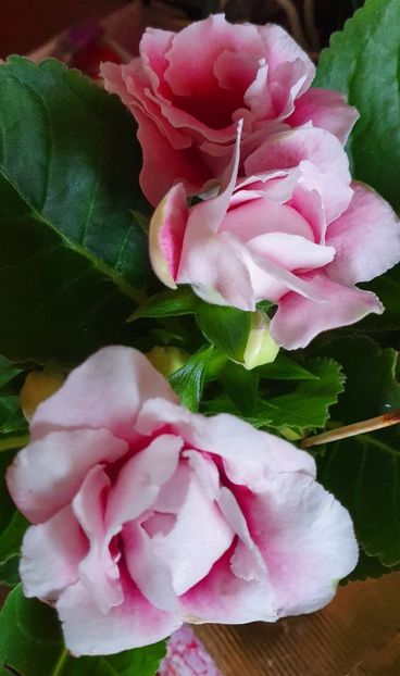 31.07.2022 - Gloxini 2012-2025