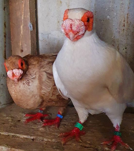 - GROUP FACEBOOK -BARB-CARUNCULAT-PIEGONS-