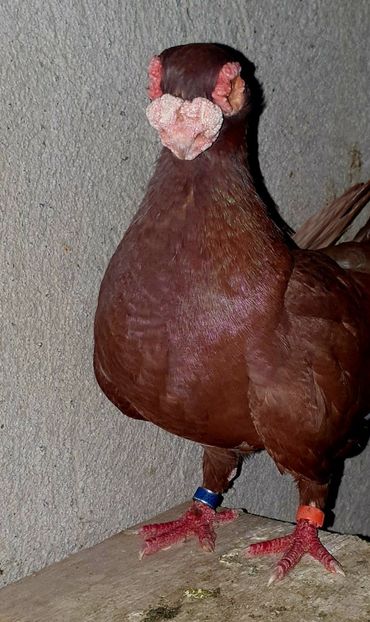  - GROUP FACEBOOK -BARB-CARUNCULAT-PIEGONS-