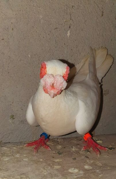  - GROUP FACEBOOK -BARB-CARUNCULAT-PIEGONS-