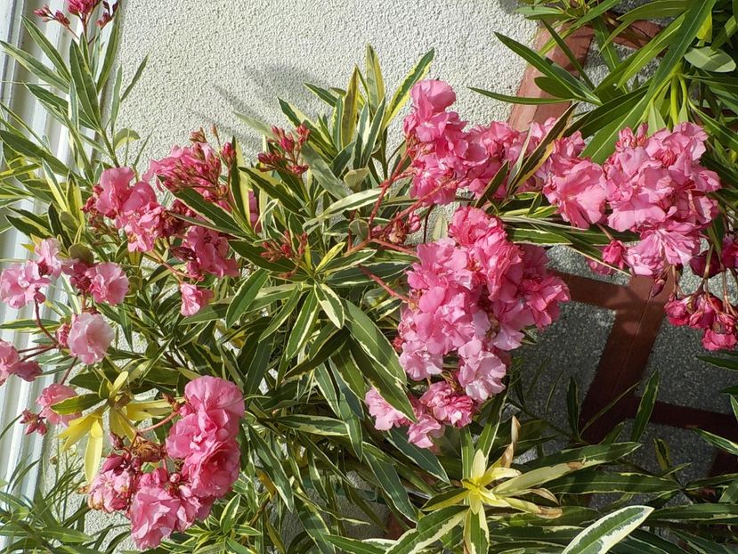  - variegat nr 24