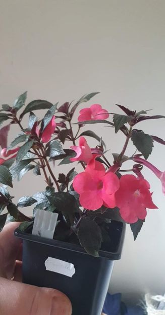 received_597268868789558 - Tarantella