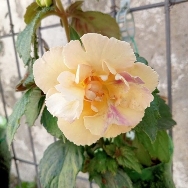  - Yellow English Rose