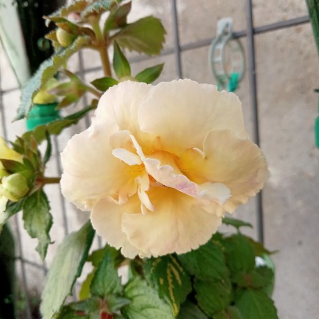  - Yellow English Rose