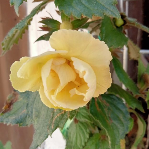 - Yellow English Rose