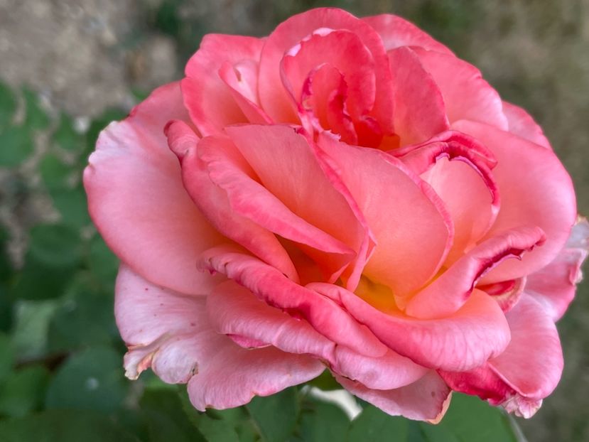 C7A7AB1A-BD43-42C7-90C2-FBE9FCAF719D - TRANDAFIRI