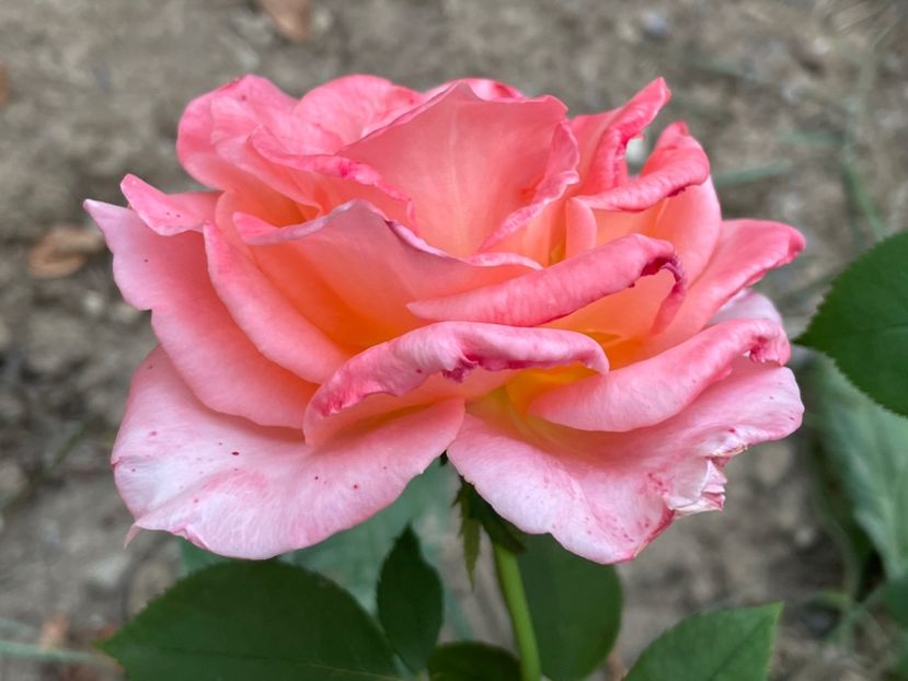 B8D17069-A767-4A76-8CBA-50D5D02F1668 - TRANDAFIRI