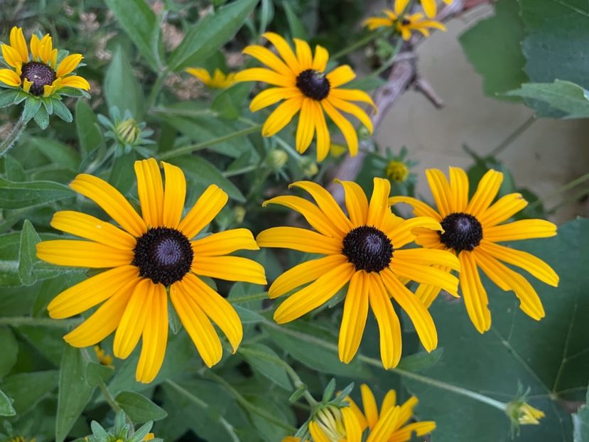 D5B713DD-5AF2-4F1B-B61C-30884586995E - FLORILE PRIMAVERII