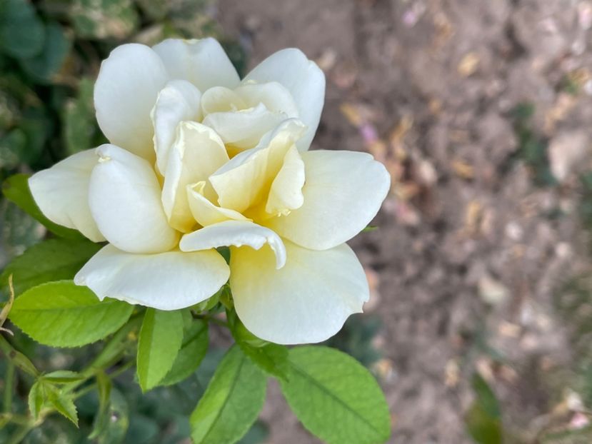 CD9E0F38-AF0B-4CF0-BC73-A961DB759347 - TRANDAFIRI