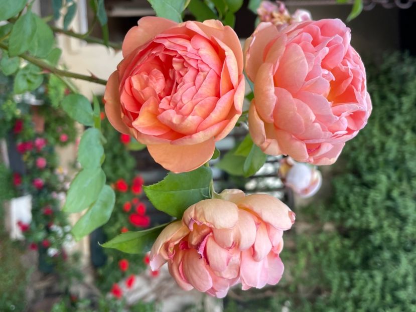 D8D0F383-86AF-48ED-B20F-BAC6C55B6D84 - TRANDAFIRI