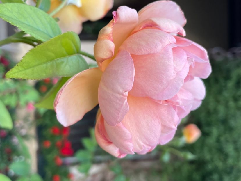 7406D6E3-84BD-4B05-9E2D-7F8D584FC354 - TRANDAFIRI