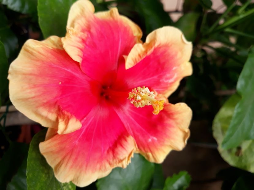  - Hibi no id galben cu rosu