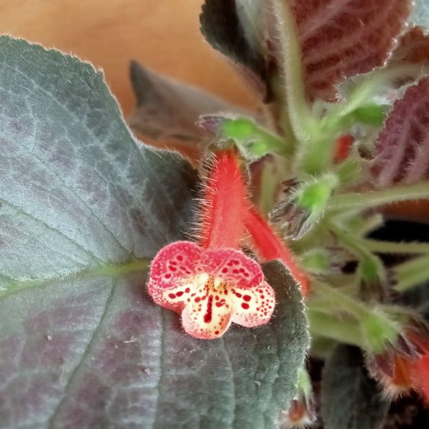  - Kohleria 5 - Snakeskin