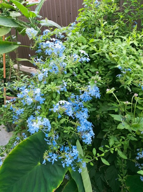 IMG20220731164456 - Iulie 2022