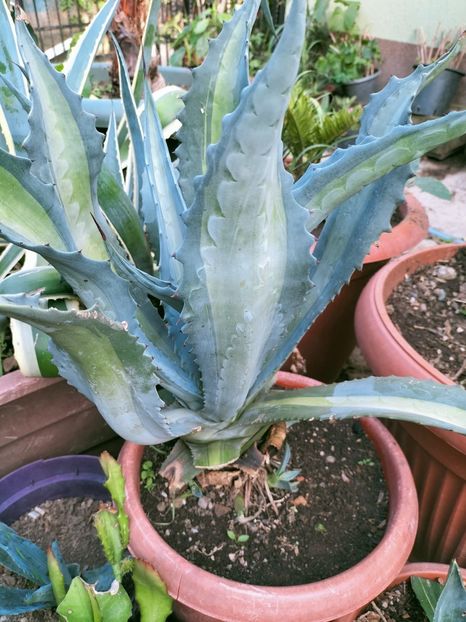 IMG20220728185515 - Iulie 2022