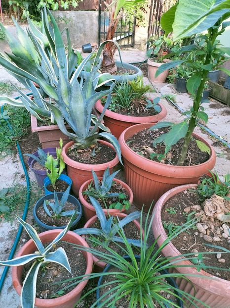 IMG20220728185308 - Iulie 2022