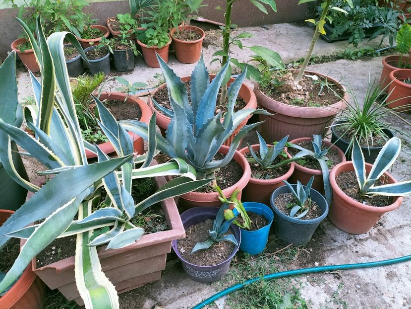 IMG20220728185125 - Iulie 2022