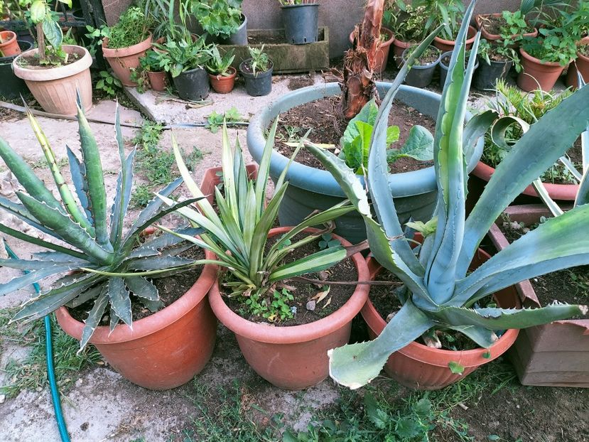 IMG20220728185119 - Iulie 2022