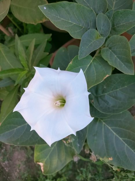 IMG20220725093241 - Iulie 2022