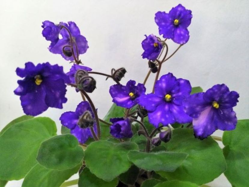 НД-Весёлые Зайчата - DORINTE