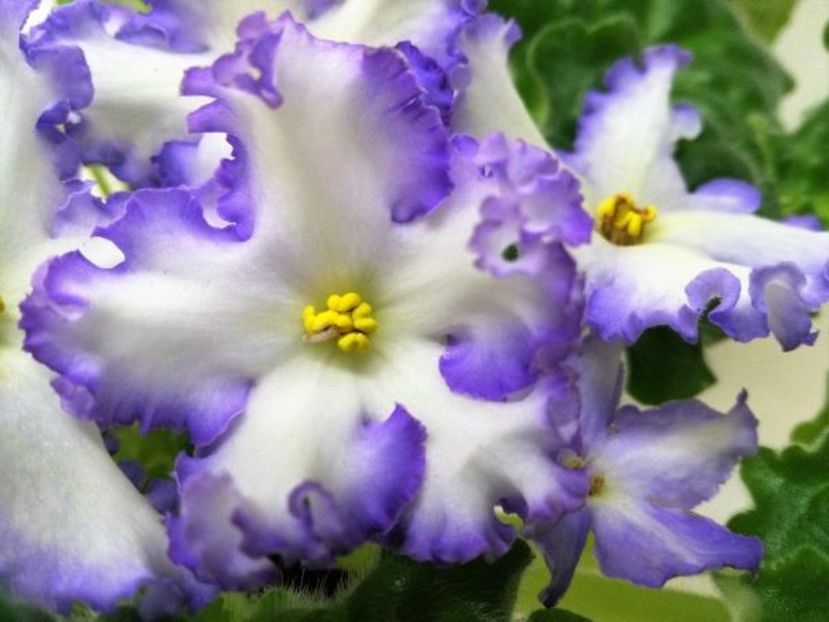 РМ-Франческа - DORINTE