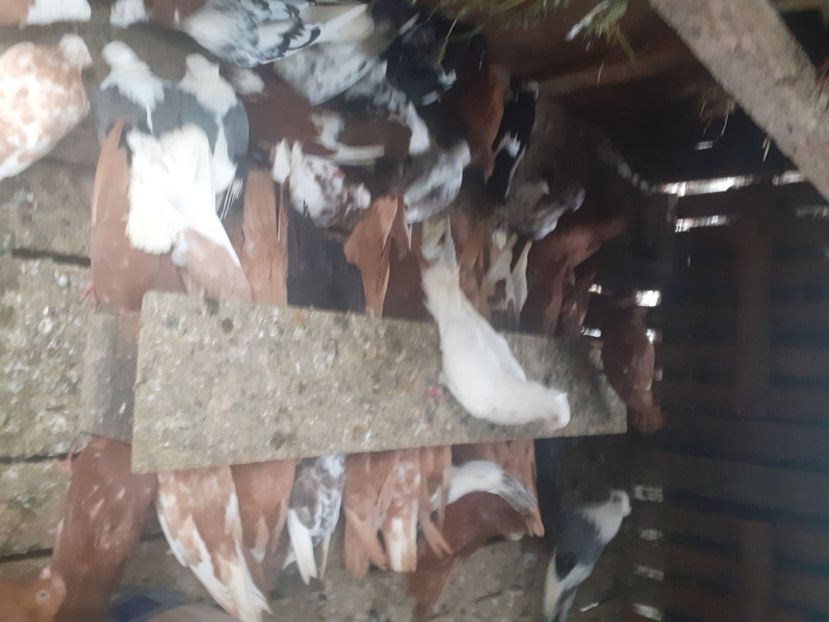  - 8-Jucatorii de Ardeal vechi