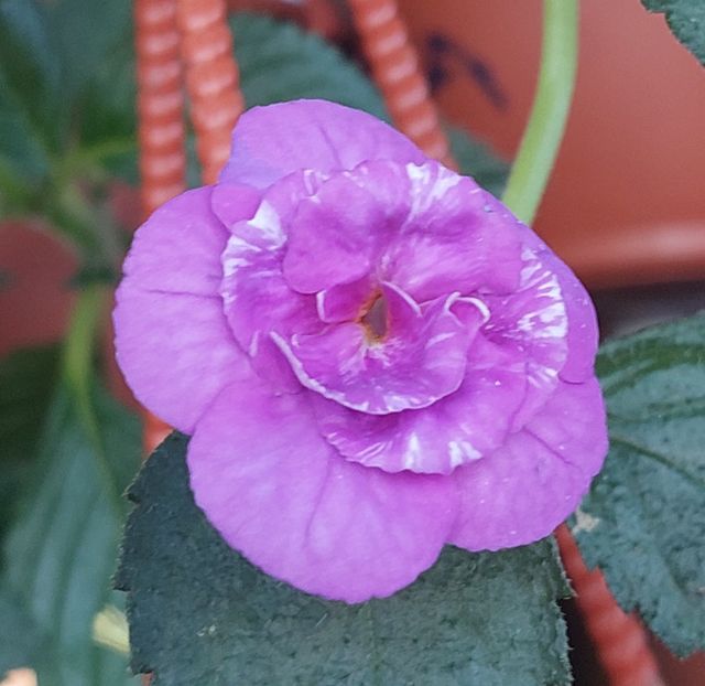  - PURPLE MYSTERY