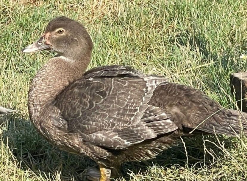 Screenshot_20220725-213751_WhatsApp - Bomboane asortate 2022