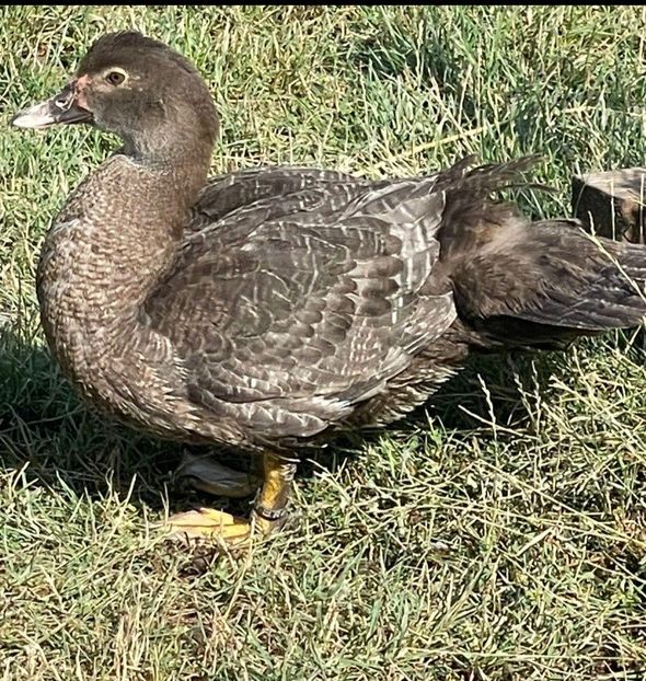 Screenshot_20220725-213722_WhatsApp - Bomboane asortate 2022