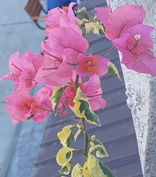  - Bougainvillea