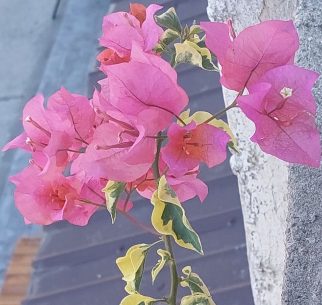  - Bougainvillea