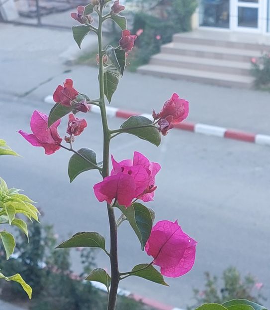  - Bougainvillea