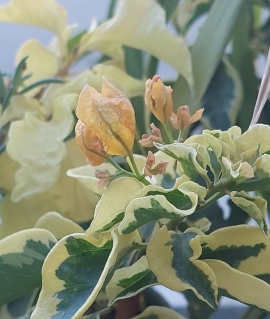  - Bougainvillea