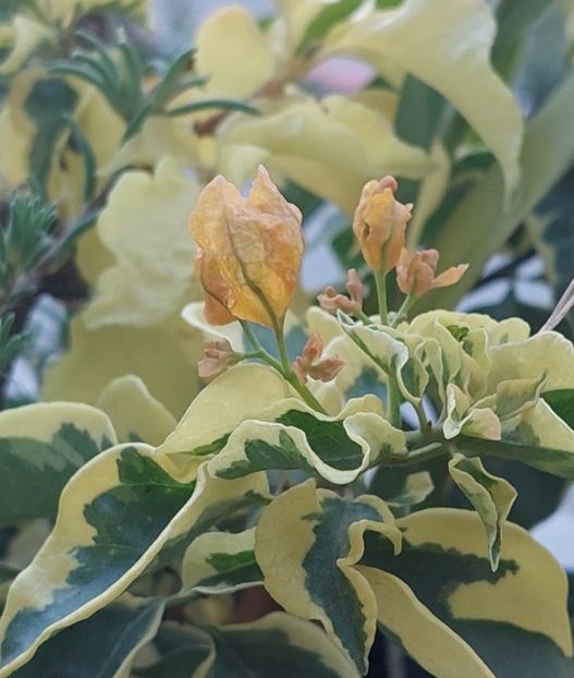  - Bougainvillea