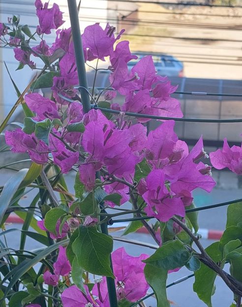  - Bougainvillea