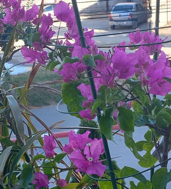  - Bougainvillea