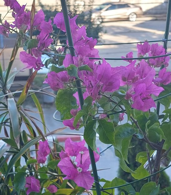  - Bougainvillea