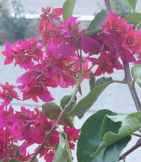  - Bougainvillea