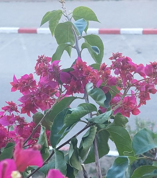 - Bougainvillea