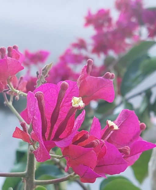  - Bougainvillea