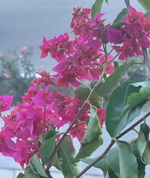  - Bougainvillea