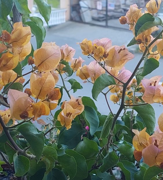  - Bougainvillea