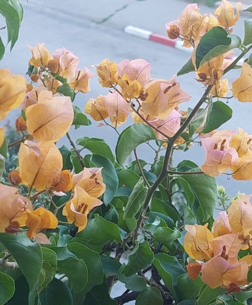  - Bougainvillea