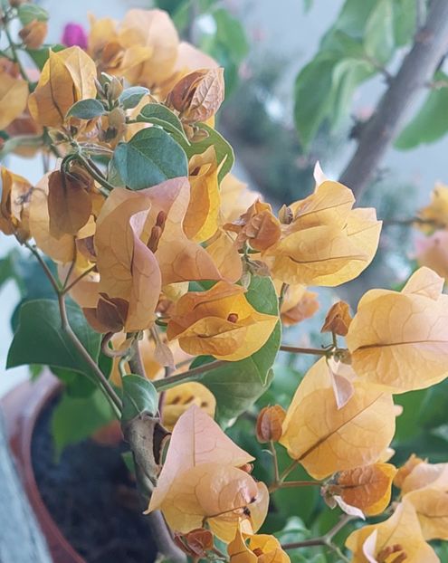  - Bougainvillea