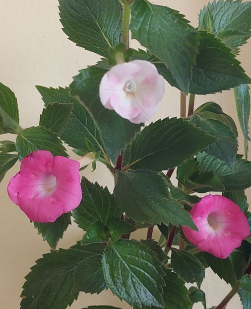 BRID-S GRETA - AAA RIZOMI ACHIMENES DISPONIBILI -2023