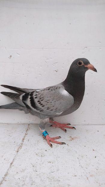 vandut - De vânzare voiajori pui 2022