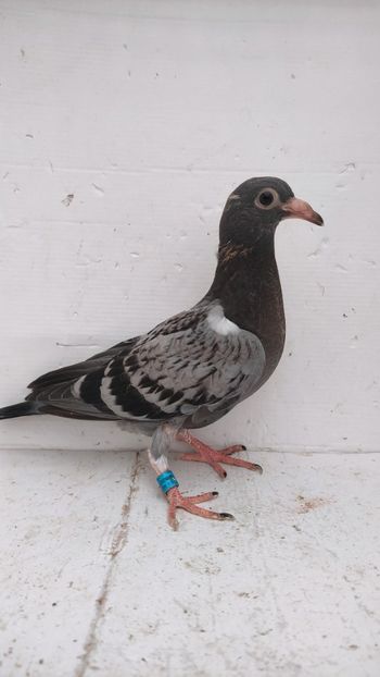  - De vânzare voiajori pui 2022