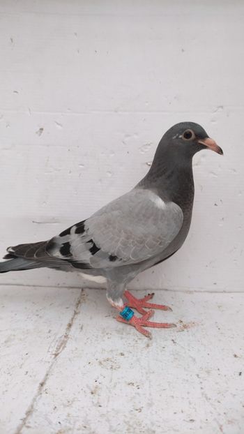 vandut - De vânzare voiajori pui 2022