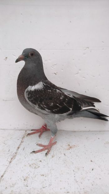  - De vânzare voiajori pui 2022